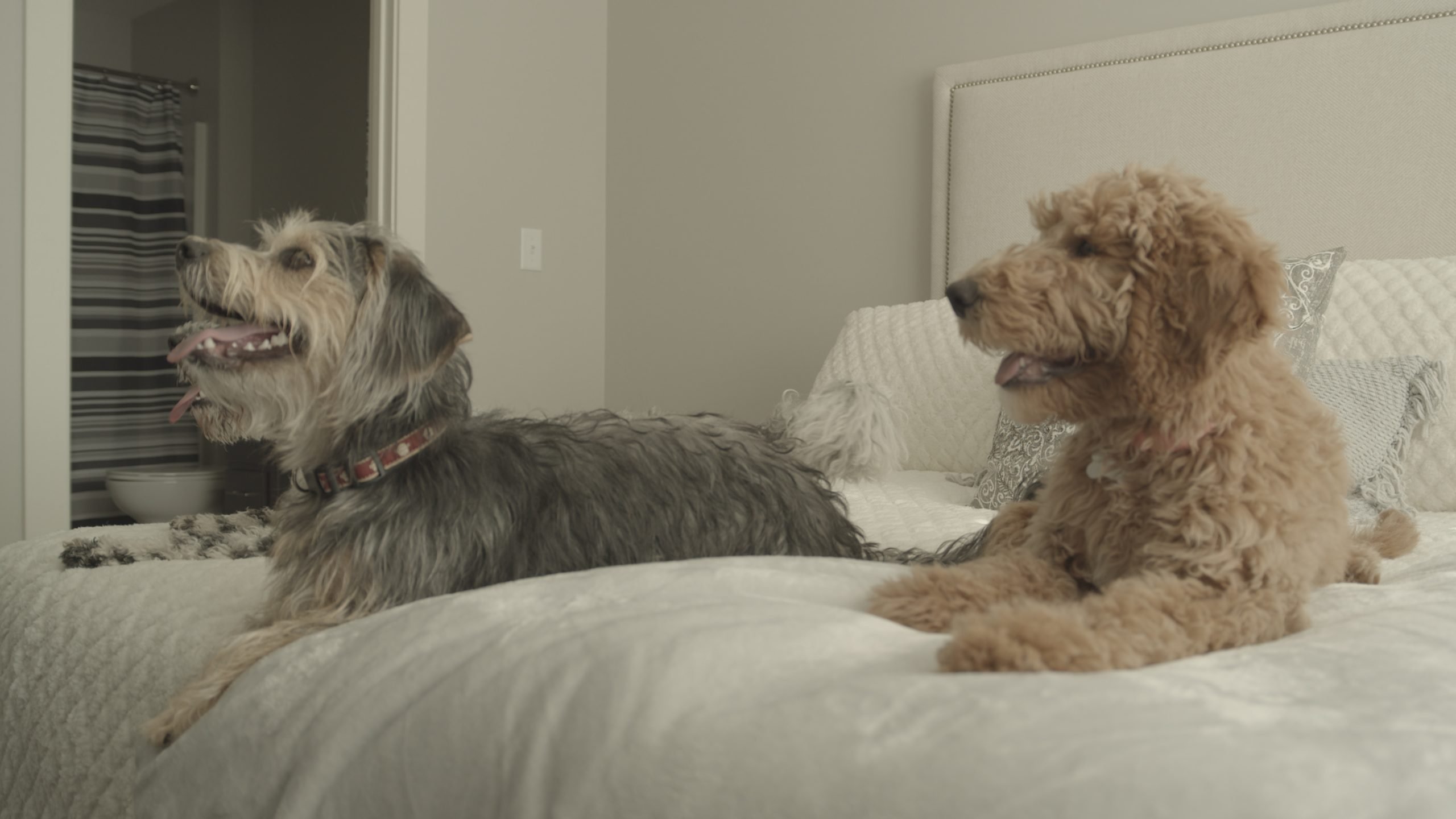 Tips for Living in a Townhome With a Pet